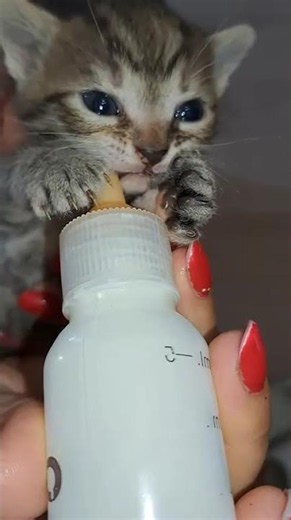 Adorable Kittens Playing - Cute Cat Videos That'll Melt Your Heart