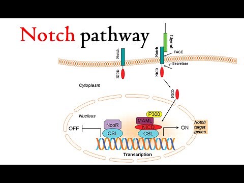 Notch signaling pathway