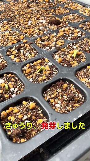 数日後…ついに芽が出た！きゅうり発芽の瞬間
