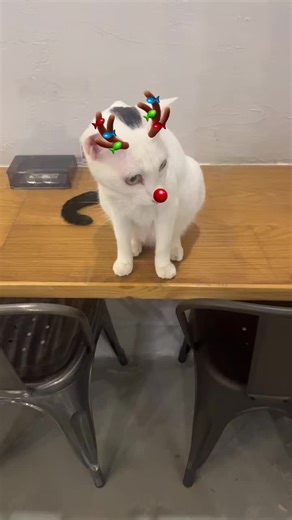 #忍者 在 #咪途之家 最後一天了，恭喜有家了