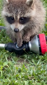 Me pretending to look busy when the boss comes in 😅 Monkey puppy | Smiley