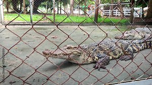 A crocodile inside a farm cage, showing its strong body and natural behavior, Travel concepts, zoo education, 4K video record by smartphone.