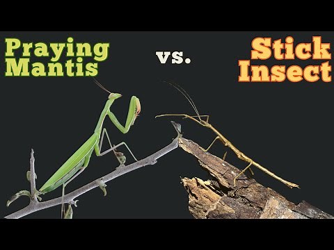 What’s the Difference Between a Praying Mantis and a Stick Insect?