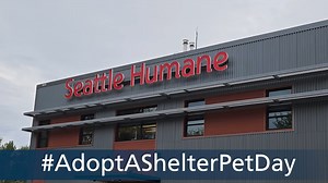 Today's forecast is cloudy with a chance of love, because it's National Adopt a Shelter Pet Day! We experienced a bit of a lull as y'all enjoyed those sunny days, but now it's time to warm up with a new furry family member. These purrfect pets are ready to help you celebrate this, the most special of days...until the next pet-themed holiday comes up on our social calendar! 🐾❤ | Seattle Humane