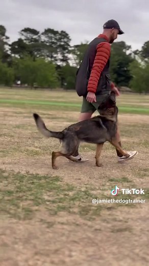 Master Dog Tricks with Sage: A Training Guide