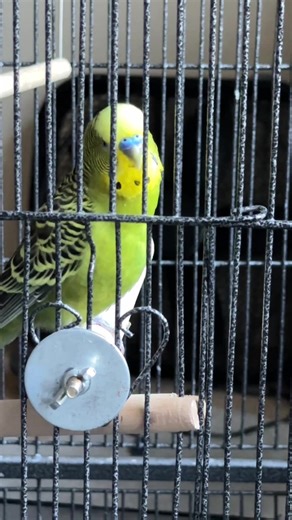 Talking Budgie: My Good Little Birdy