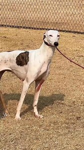 Innate Behaviors: Glimpses into the Cycle of Existence 🔬🧬 #Instinct #Animals #Reproduction #Nature #Life | Pro Hounds World