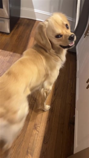 Confused Dog Moments That Will Make You Laugh