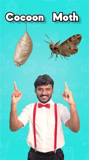 Learn Life Cycle Transformations 🌱🐞 | Larva Ladybug Cocoon Moth | Easy English Learning