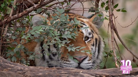 Siberian Tiger Hidden Among the Trees