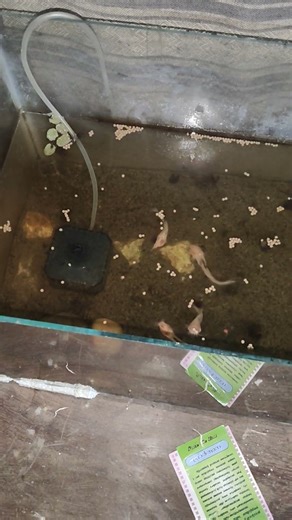 feeding albino & spotted catfish #catfish #exoticaquariumfish #shorts