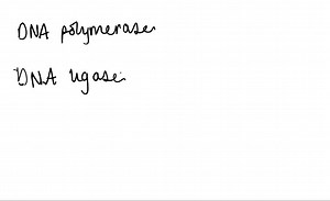 Activated intermediates. DNA polymerase I, DNA ligase, and...