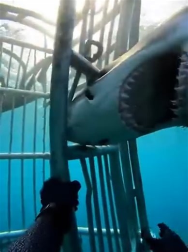 Understanding Shark Behavior and Interaction