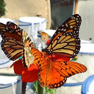 15K views · 2K reactions | Butterfly Farms on Reels | Facebook