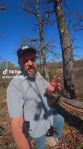 Expert Tree Cutting Techniques for Widowmaker Trees