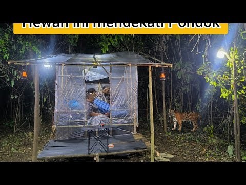 Camping building a greenhouse // the sound of a tiger can be heard clearly approaching in the mid...