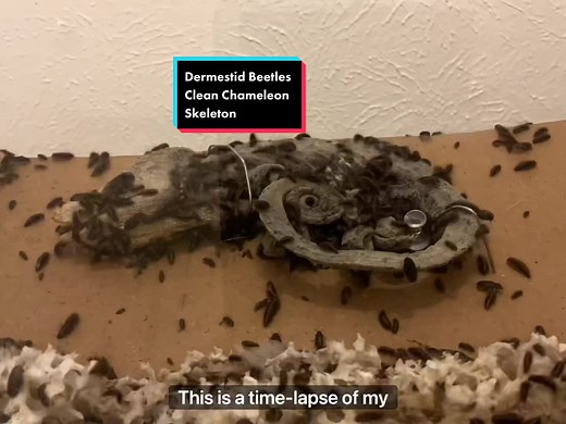 Dermestid Beetles Clean Chameleon Skeleton Timelapse