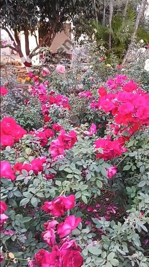 cottage garden roses | Romantic ROSE GARDEN Tour | earth angel rose plant | rose garden