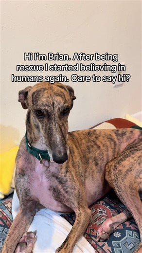 Meet Brian: A Rescued Dog's Journey to a New Home