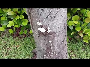 This Palm Tree is Dead, It Just Doesn't Know It: Ganoderma and Oxytetracycline for prevention.