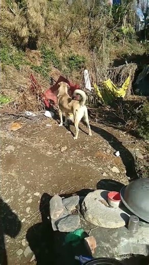 dog barking sounds #barkingbliss #dogbarkingsounds #dogshorts #doglife