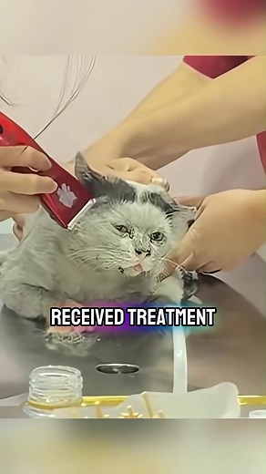 A stray cat once searching for food and warmth was rescued, treated, and now enjoys a loving home. | Charming Tails