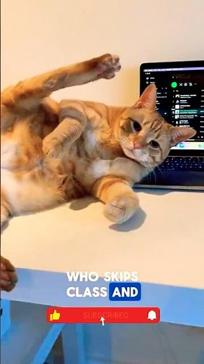 Dog vs Cat Which Pet Is Actually Smarter?