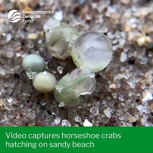 Breathtaking 👀 👀 👀 The U.S. Fish and Wildlife Service shared this incredible video of baby horseshoe crabs hatching on a sandy beach. The USFWS explains, "Horseshoe crabs are not true crabs; they are more closely related to spiders and scorpions. But their distinctive shape has been unchanged for over 400 million years. Before the dinosaurs went extinct, horseshoe crabs were here - swimming in the ancient oceans and hatching on the ancient beaches of our world. Isn’t nature awesome?" #Horsesh