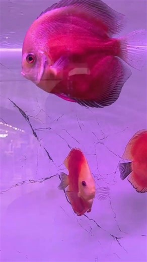 Red Melon Discus