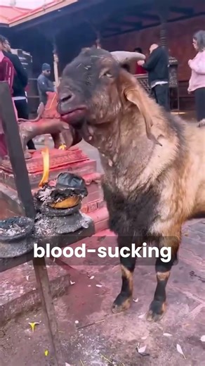 Why This Goat Sets Itself on Fire #facts #animals #wildlife #goat #goatfacts #nature #naturefacts