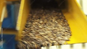 Pine cone seed sorting machine. Industrial collection of spruce and pine seeds