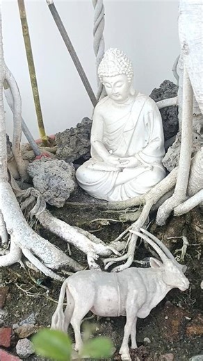 🌿 Banyan Bonsai #terracegarden