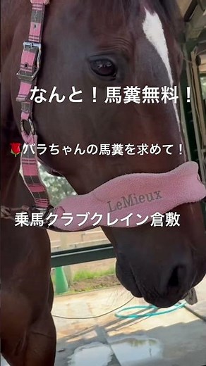🌹バラちゃんを綺麗に咲かすために馬糞の見学に行って来ました！乗馬クラブクレイン倉敷#乗馬クラブクレイン倉敷#バラ
