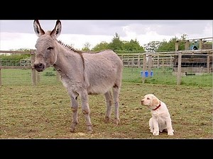 You Can't Teach a New Dog Old Tricks – Big Barn Farm FULL EPISODE on ZeeKay Junior