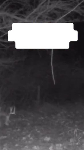 Doug on Instagram: "👉👉FOLLOW FOR MORE DAILY WHITETAIL STRATEGIES ✅✅ LATE SEASON INTEL: December 2nd - The Stealth Food Trap! 🤫 The challenge now is simple: finding the one place the buck must be. Bucks are conserving calories and will only move to the most secure, high-value food. You must hunt the tight funnels between deep thermal bedding and that food source, and you must do it perfectly. What he’s thinking: “Move safely from my bed to my feed. Nothing else matters.” Where he’s traveling: 