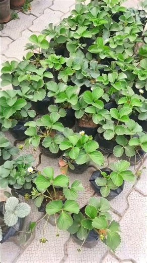 Nursery Tour: Unexpected Garden Finds! 🌸🍓 #Gardening #TheMiniJungle #shorts