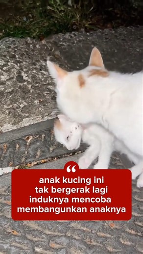 This kitten is not moving anymore #catsad #cat #kitten #sad