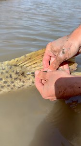 Alligator gar conservation tagging! | The Fish Whisperer