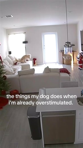 Cute Golden Doodle Moments That Will Melt Your Heart