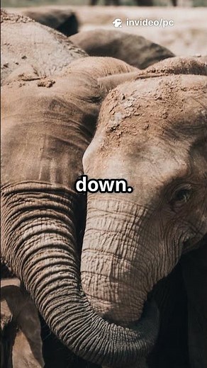 Elephants Have A SECRET Way Of Hugging Each Other?