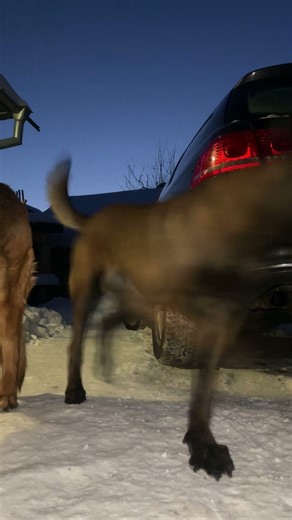 Hyperactivity in dogs. Belgian Malinois vs German Shepherd.