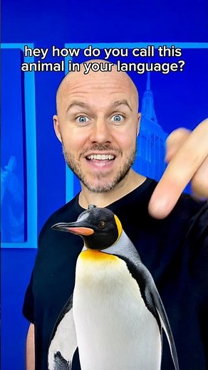 How do you say PENGUIN in your language? 🐧 #learninglanguages #languagelearning