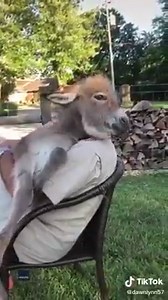 This donkey is the light of mine 📹@mrdonkers | storyful