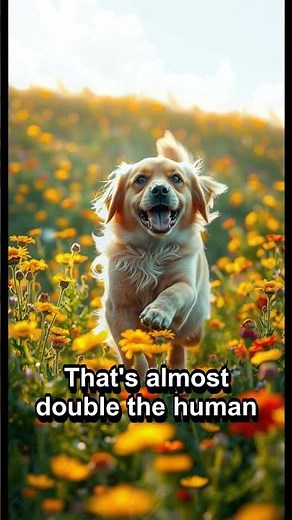 👀 Do Dogs See a 250-Degree Panoramic View? The Eye-Opening Secret! 🐾