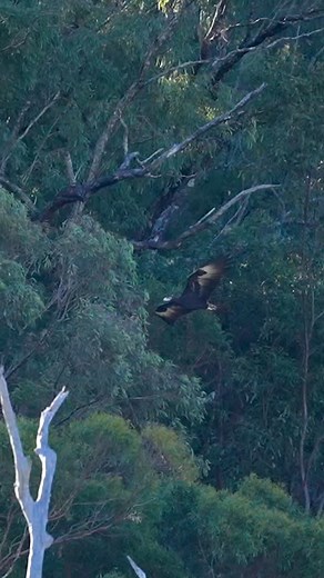 Magnificent Wedge-tailed eagle 🔥🦅 This majestic eagle give me so passion and, joy, peace So beautiful to witness! . . #eagle #nature #fypp #birdsofaustralia #reels #wildlife #raptors #birdsofpray #birdwatching | Hamid Salimyphotography