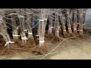 Apple tree sales Arisoo M26.M9 self-rooting seedlings for sale. Special seedlings are available f...