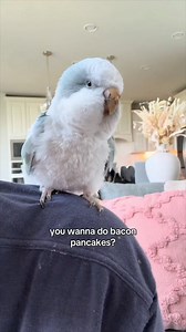 #bird #parrots | Masoe Kramer