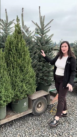 Conifer Season at the Oregon Nursery 🌲