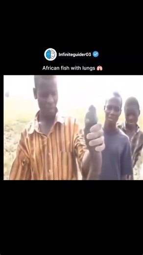 Unlimited Science 🇮🇱 on Instagram: "Meet the Lungfish — the African fish that can literally breathe air like humans 😱🌍. When the water dries up, it doesn’t die… it buries itself in mud and breathes through lungs until the rains return! 🐟➡️🫁 Scientists call it a “living fossil,” surviving unchanged for millions of years — proof that evolution is truly mind-blowing. This creature is a real-life example of adaptation at its finest. 💪 🌊 Would you believe a fish can survive months without wat