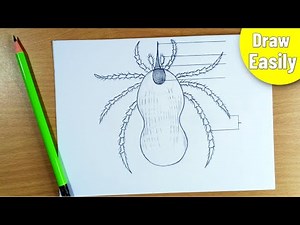 how to draw a Tick diagram step by step easily || Ixodes diagram drawing || b.sc zoology project
